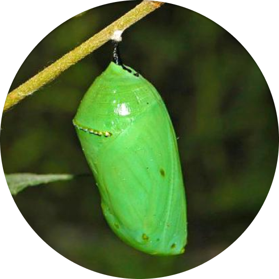 pupa